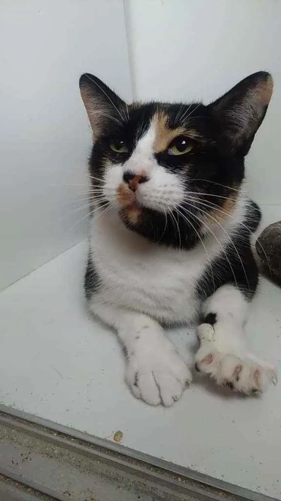 Gato ra a Srd idade 3 anos nome Melissa