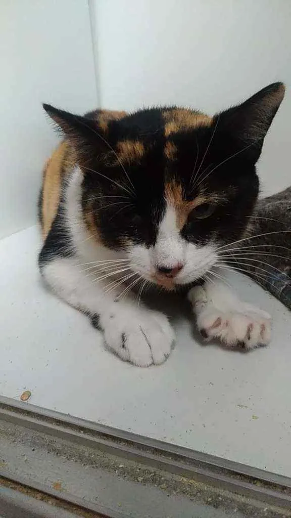 Gato ra a Srd idade 3 anos nome Melissa