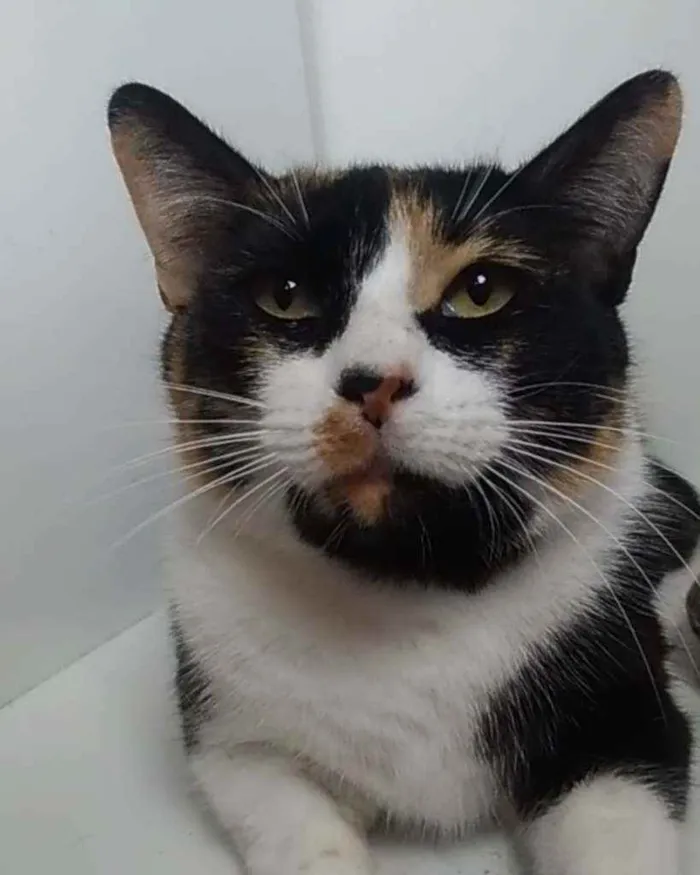 Gato ra a Srd idade 3 anos nome Melissa