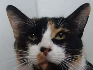 Gato raça Srd idade 3 anos nome Melissa