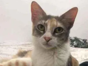 Gato raça Srd idade 1 ano nome Hanna