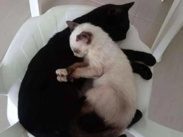 Gato ra a SRD-ViraLata idade 2 a 6 meses nome Amora e 