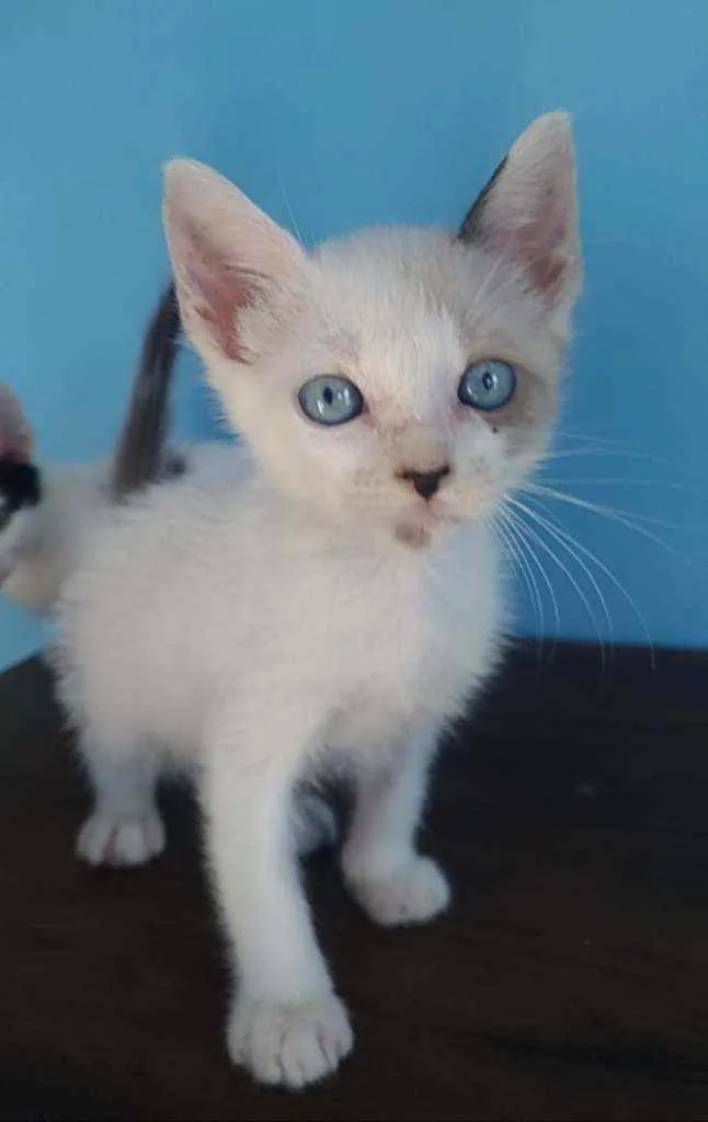Gato ra a Srd idade 2 a 6 meses nome Gael