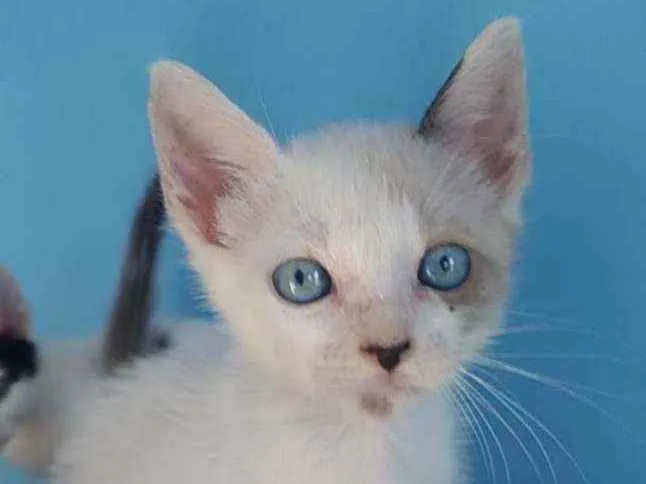 Gato ra a Srd idade 2 a 6 meses nome Gael