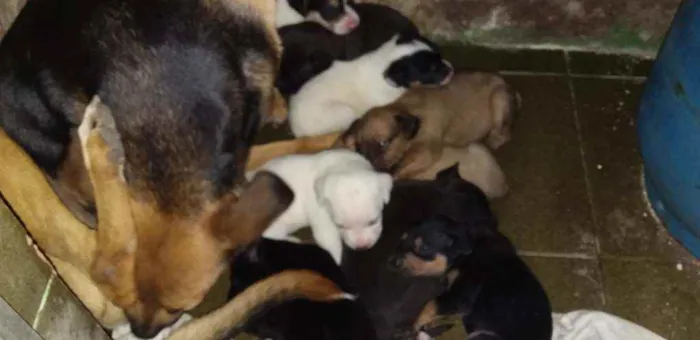 Cachorro ra a Vira-lata com labrador idade Abaixo de 2 meses nome Não tem nome