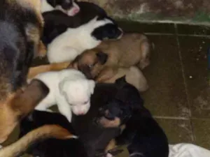 Cachorro raça Vira-lata com labrador idade Abaixo de 2 meses nome Não tem nome