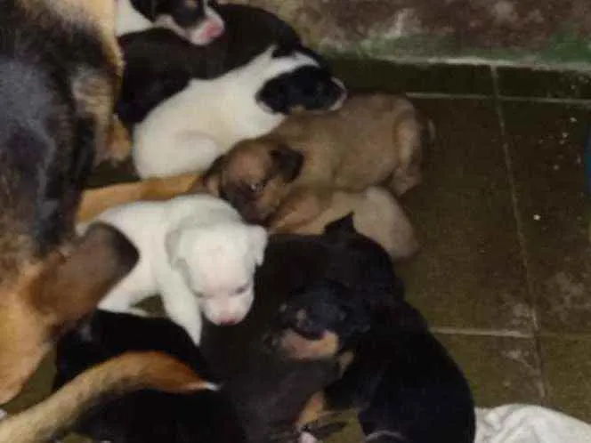 Cachorro ra a Vira-lata com labrador idade Abaixo de 2 meses nome Não tem nome