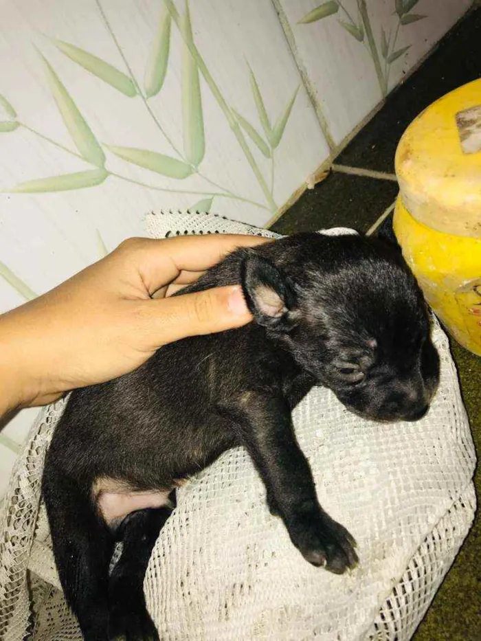 Cachorro ra a Vira-lata com labrador idade Abaixo de 2 meses nome Não tem nome