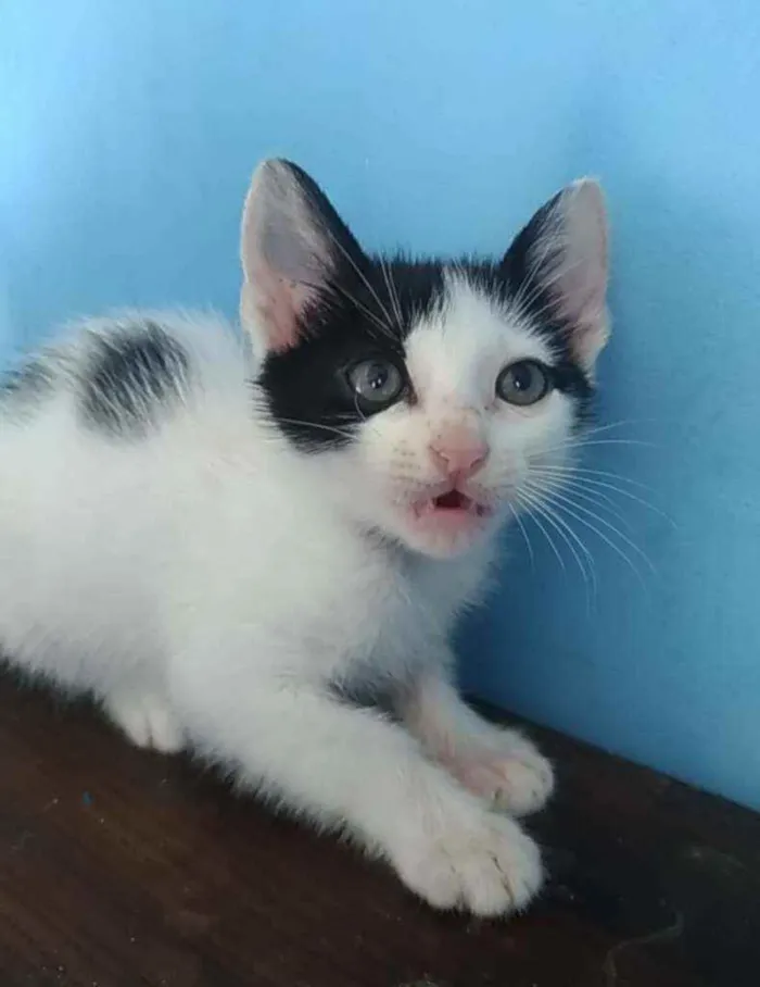 Gato ra a Srd idade 2 a 6 meses nome Yan