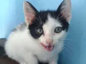 Gato raça Srd idade 2 a 6 meses nome Yan