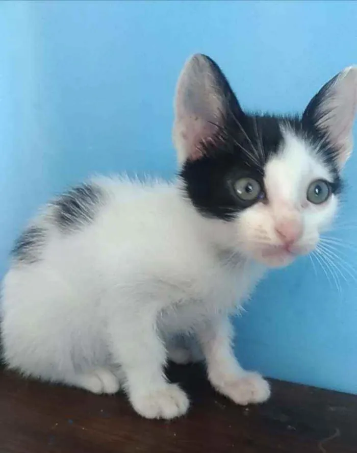 Gato ra a Srd idade 2 a 6 meses nome Yan