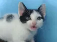 Yan