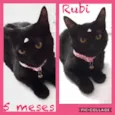 Rubi