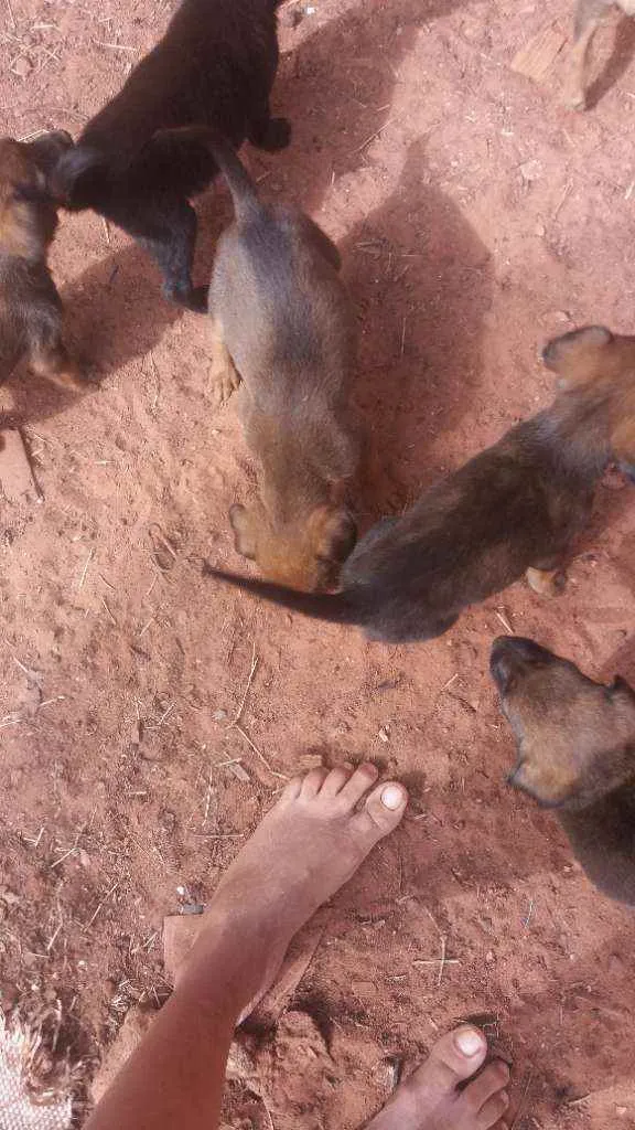 Cachorro ra a nao definida idade 2 a 6 meses nome sao filhotes