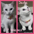 Jade