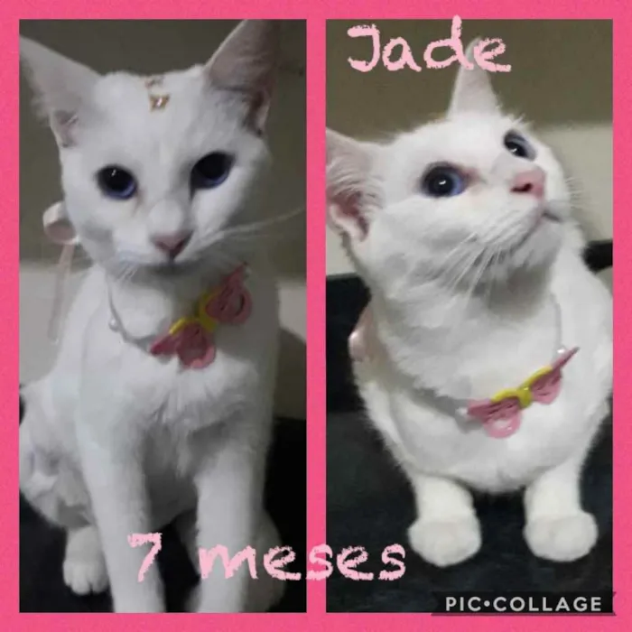 Gato ra a Srd idade 7 a 11 meses nome Jade