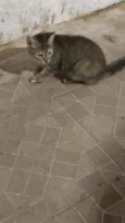 FOFINHA