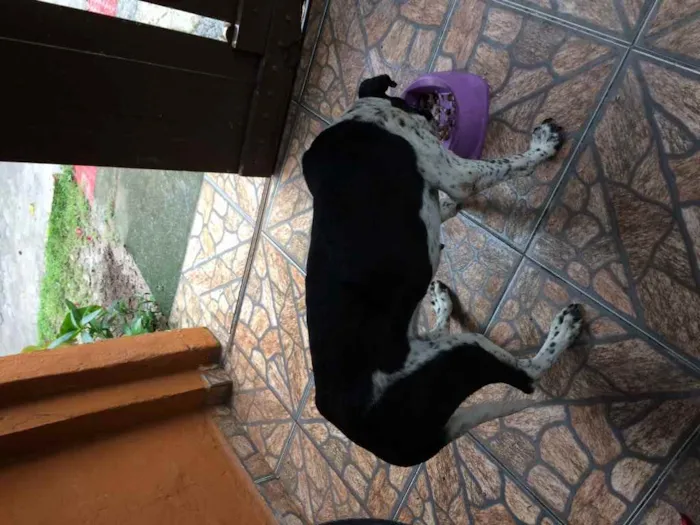 Cachorro raça Srd idade 6 ou mais anos nome Pintado