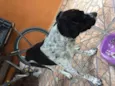 Pintado