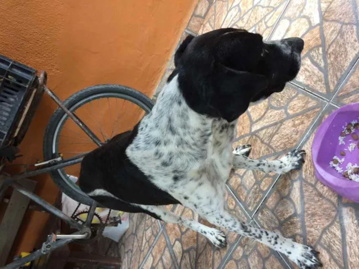 Cachorro raça Srd idade 6 ou mais anos nome Pintado