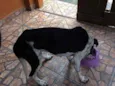 Pintado