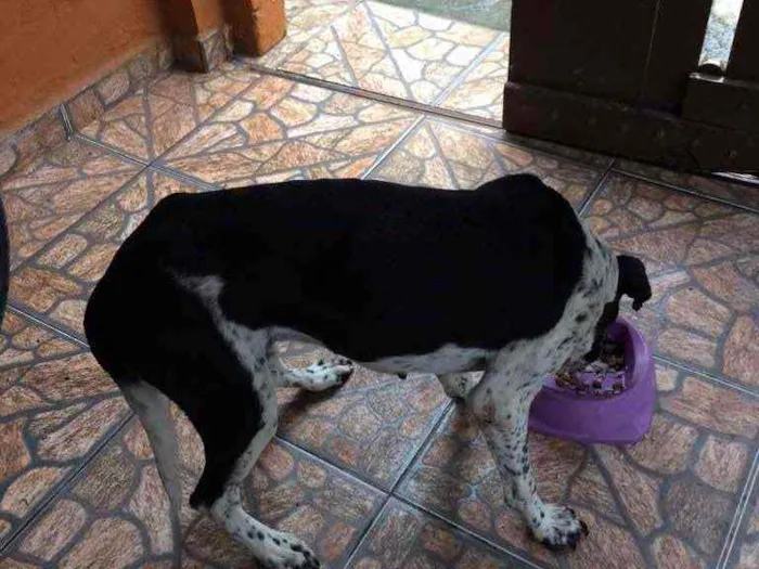 Cachorro raça Srd idade 6 ou mais anos nome Pintado