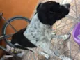 Pintado