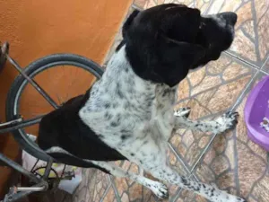 Cachorro raça Srd idade 6 ou mais anos nome Pintado