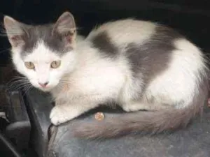 Gato raça SRD idade 2 a 6 meses nome Adam