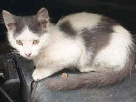 Gato ra a SRD idade 2 a 6 meses nome Adam