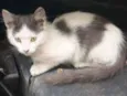 Adam