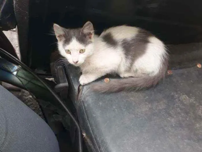 Gato ra a SRD idade 2 a 6 meses nome Adam