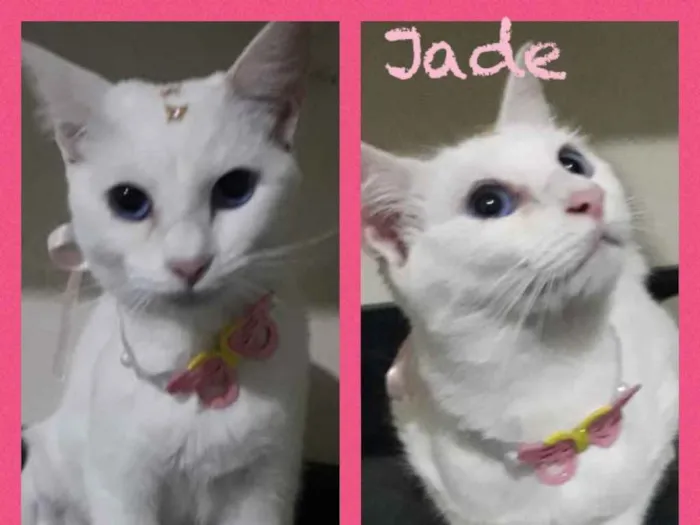 Gato ra a Srd idade 7 a 11 meses nome Jade