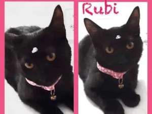 Gato raça Srd idade 2 a 6 meses nome Rubi
