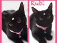 Rubi