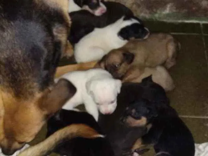 Cachorro ra a Vira-lata com labrador idade Abaixo de 2 meses nome Não tem nome