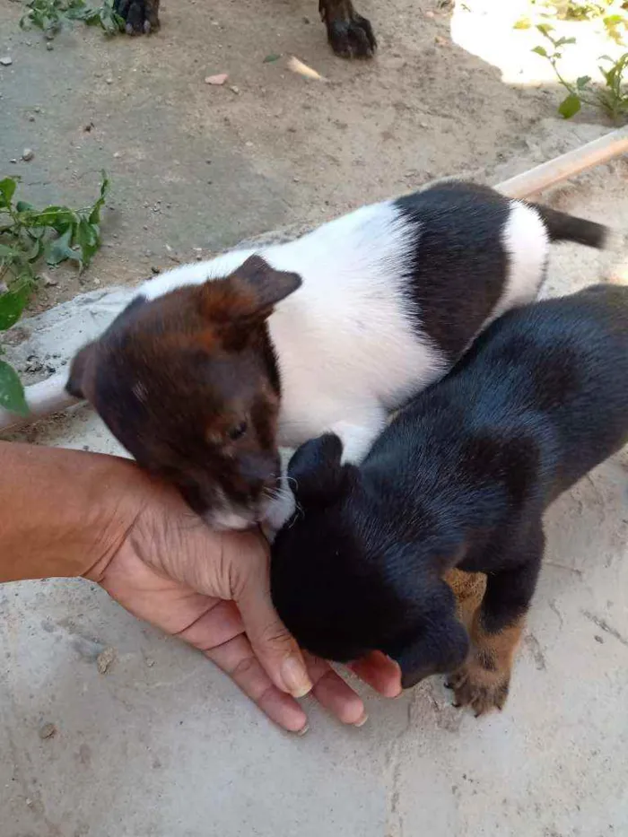 Cachorro raça Vira lata idade 2 a 6 meses nome Não tem