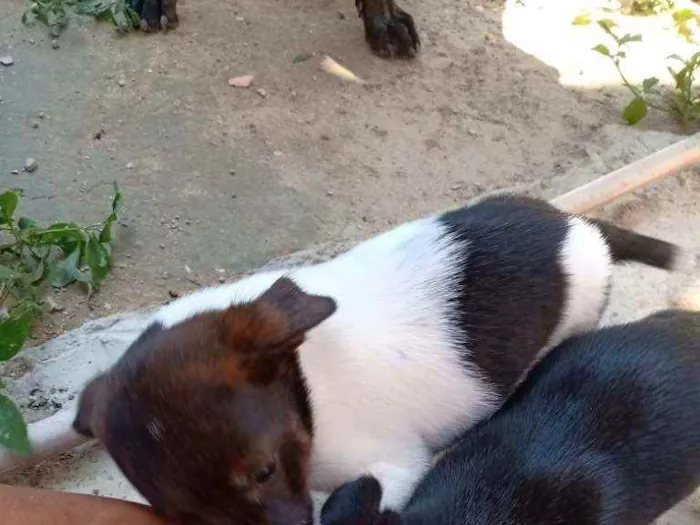 Cachorro raça Vira lata idade 2 a 6 meses nome Não tem