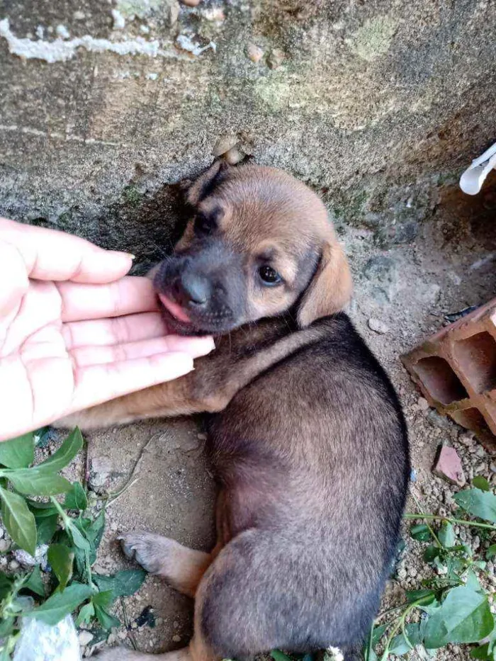 Cachorro raça Vira lata idade 2 a 6 meses nome Não tem