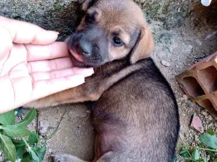 Cachorro raça Vira lata idade 2 a 6 meses nome Não tem