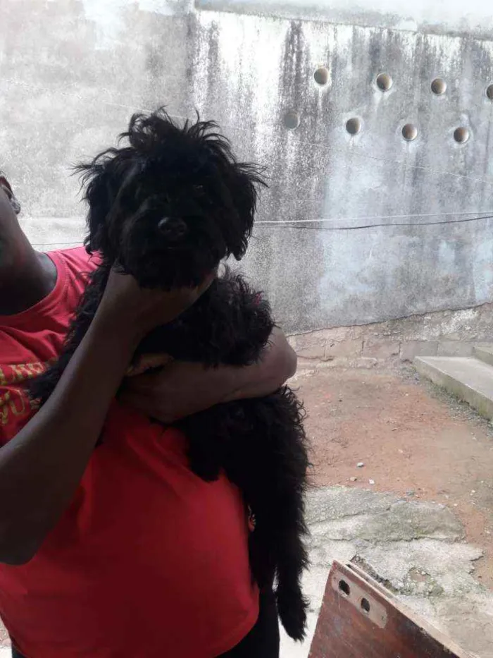 Cachorro ra a Pudoo idade 2 a 6 meses nome Malu 