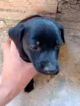 Não tem