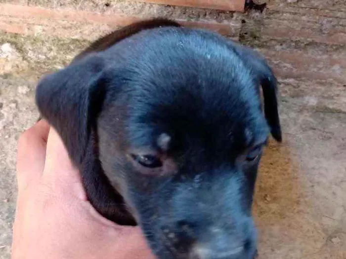 Cachorro raça Vira lata idade 2 a 6 meses nome Não tem