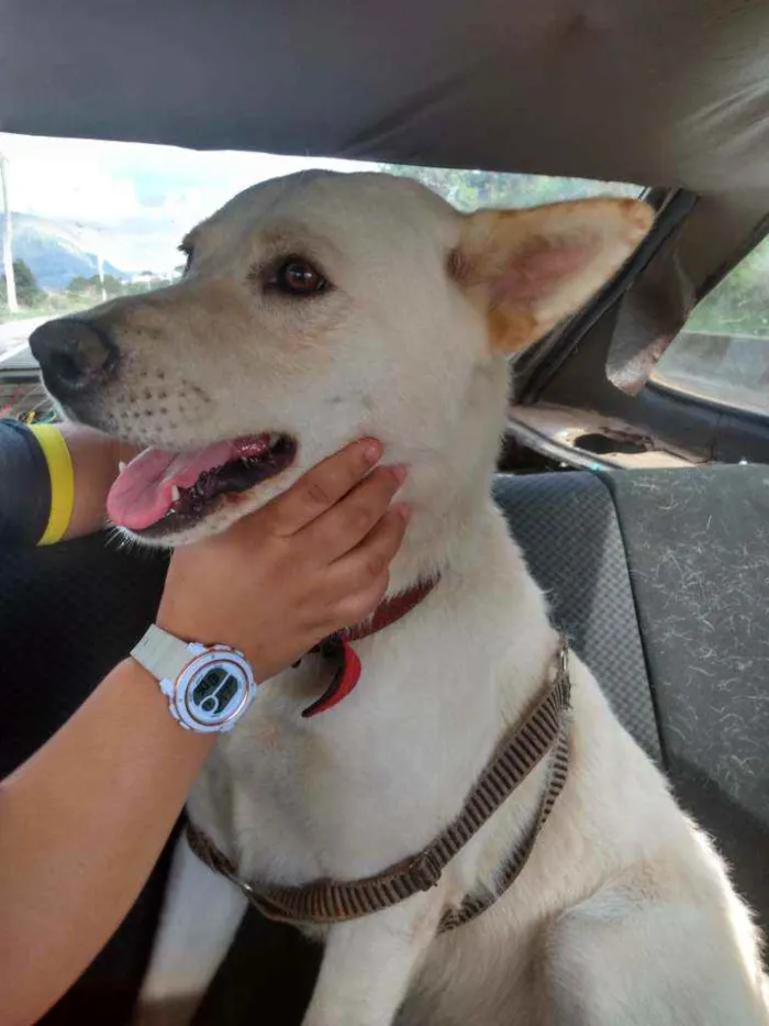 Cachorro ra a Akita com Labrador idade 3 anos nome Fred