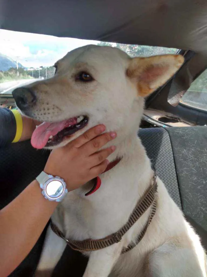 Cachorro ra a Akita com Labrador idade 3 anos nome Fred