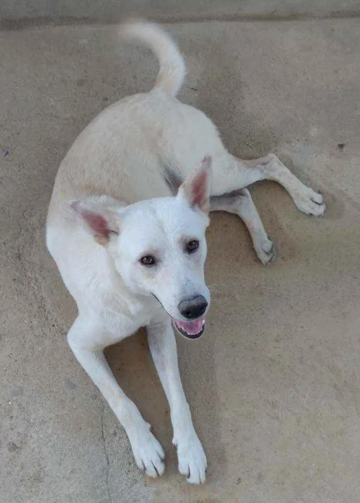 Cachorro ra a Akita com Labrador idade 3 anos nome Fred