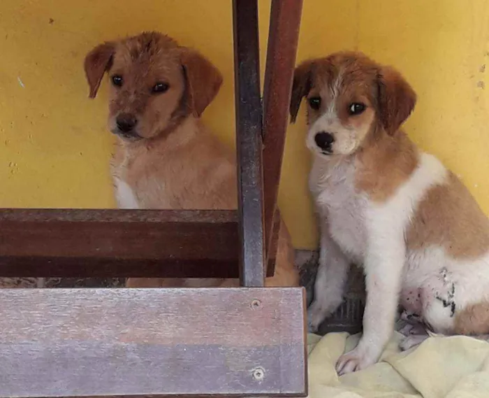 Cachorro ra a Indefinida idade Abaixo de 2 meses nome Não tem