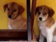 Não tem