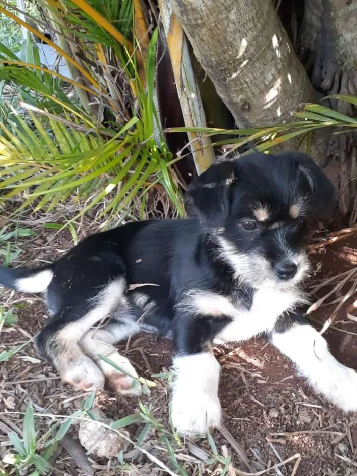 Cachorro ra a indefinida idade 2 a 6 meses nome Pretinha