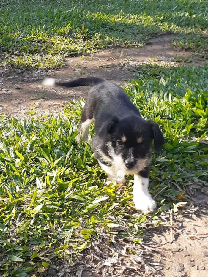 Cachorro ra a indefinida idade 2 a 6 meses nome Pretinha